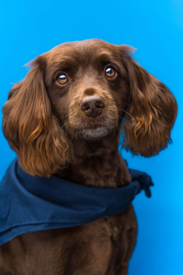 Blue Sky Physio Headshot Dog